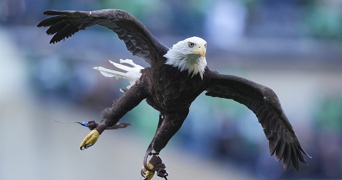 Après près de 250 ans, le pygargue à tête blanche est désormais l'oiseau officiel des États-Unis
