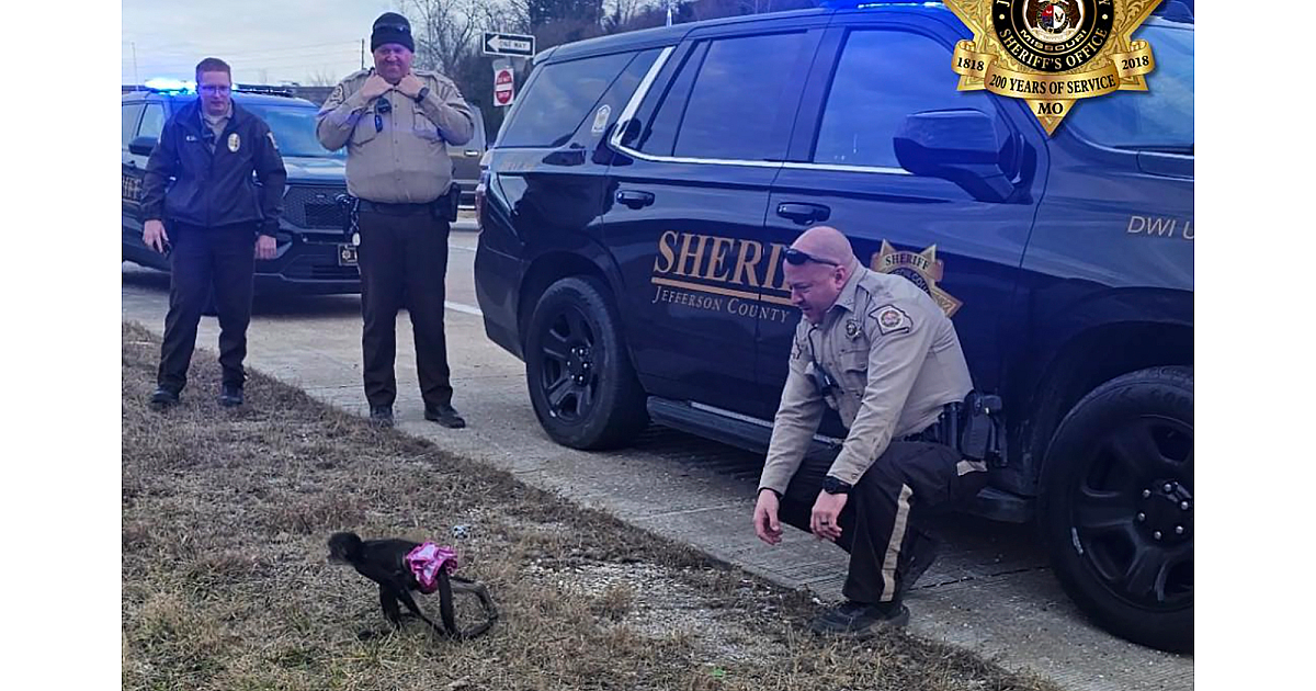 Les adjoints du shérif du Missouri attrapent un singe-araignée en fuite