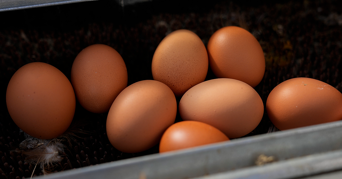 L'USDA permet temporairement un nouveau vaccin contre la grippe aviaire pour les poulets