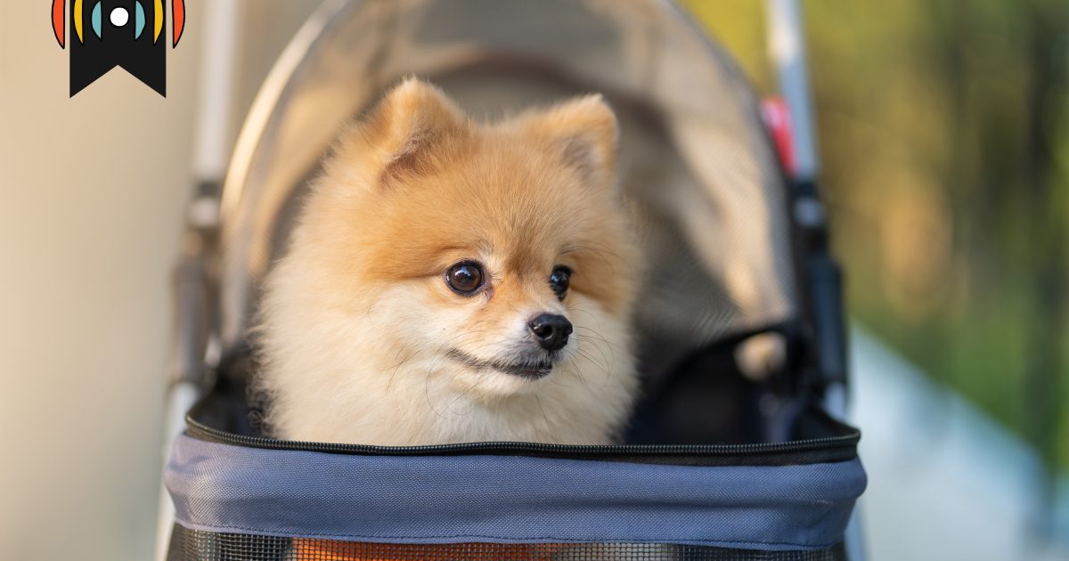 La priorité des animaux