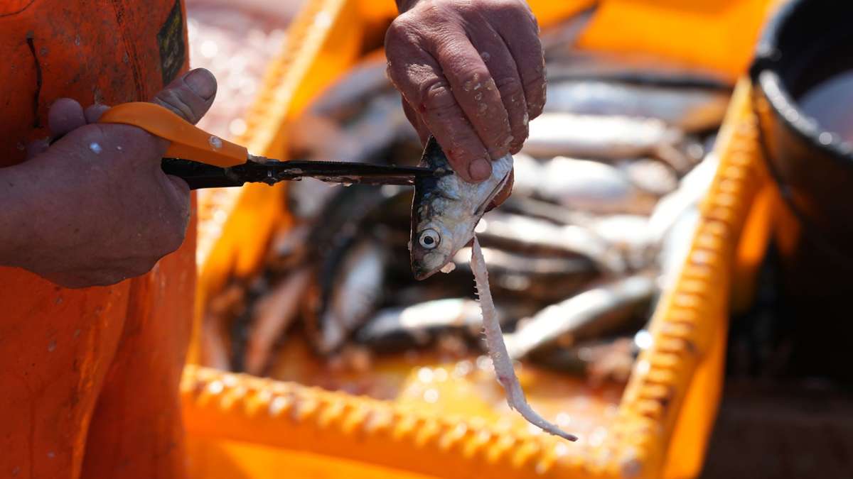 Rapport environnemental: la pêche au réseau de piste peut causer des milliards de dommages