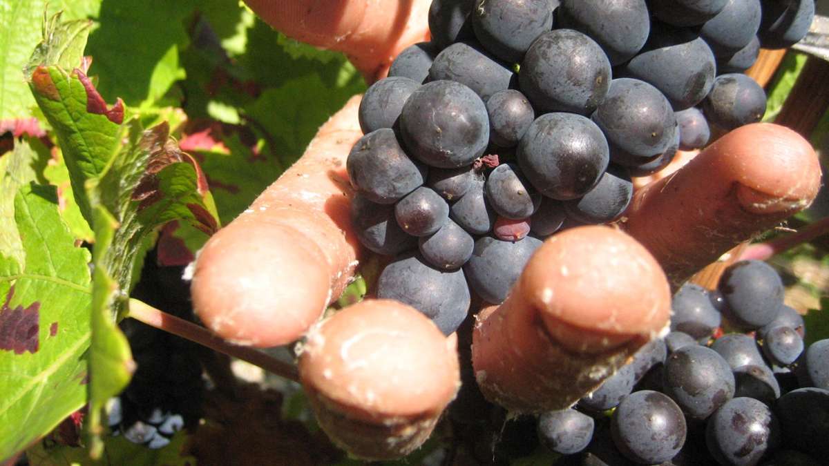 Champagne: Le processus pour la honte du vin commence en France