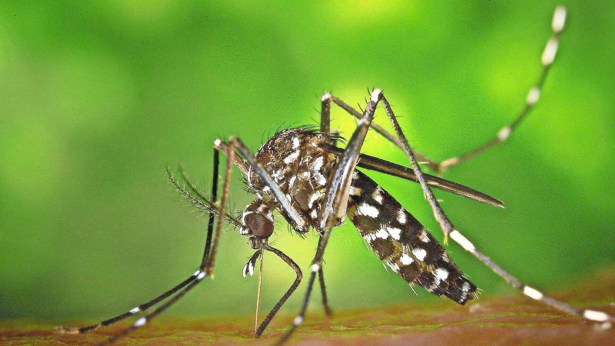 Chikungunyafieber à Strasbourg: Maladie tropicale: Infection à Stuttgart possible?