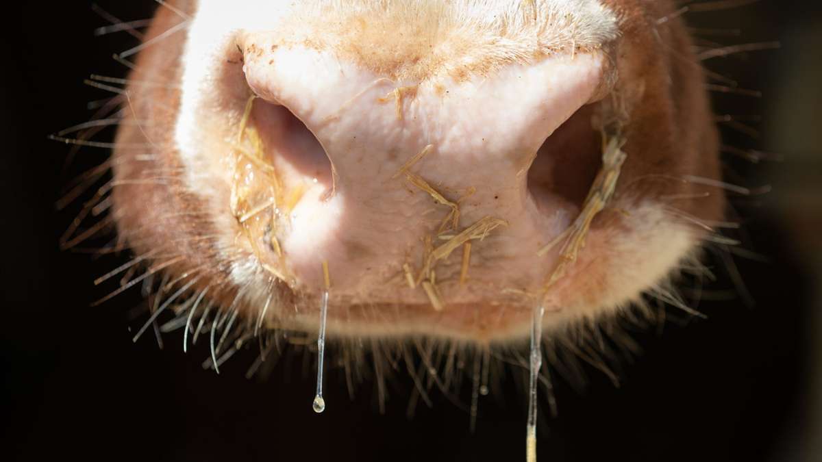 Maladie de la peau grumeleuse: après des épidémies en Europe: avertissement de la maladie du bœuf