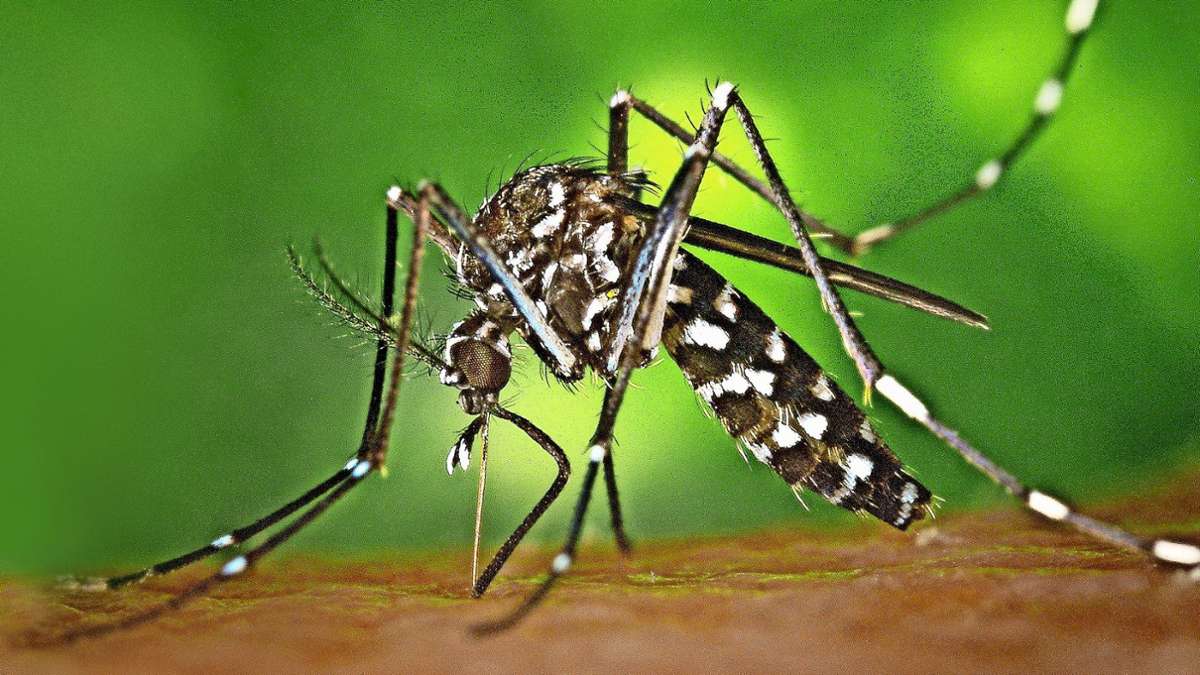Tiger Mosquito transfère le chikungunya en Alsace pour la première fois
