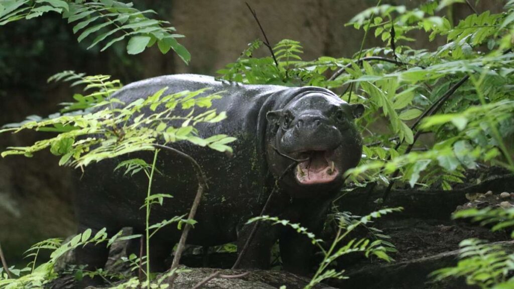 Animaux: Berlin-Hippo Toni déménage à Mulhouse