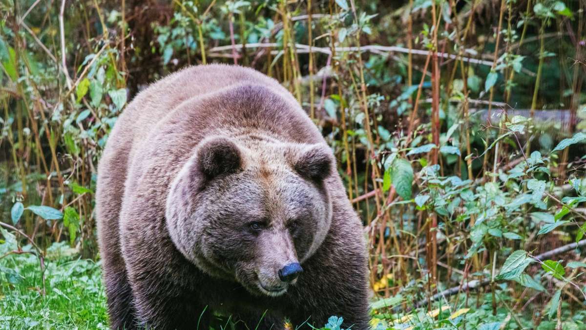 Après l'attaque de Jogger: Problème Bärin Gaia en chemin dans la forêt noire