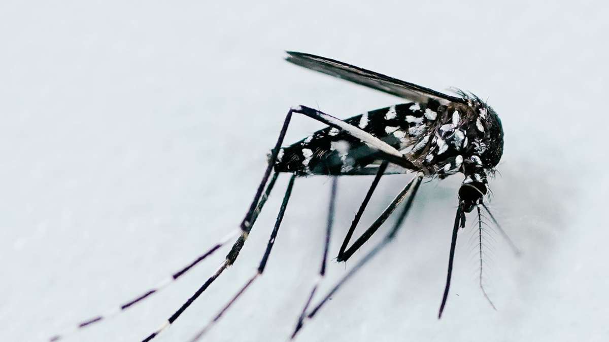 Maladies infectieuses: autorité de l'UE: nouveau dossier pour les virus transmis par les moustiques