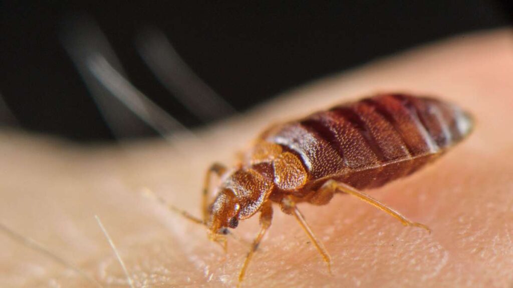 Istanbul, Sri Lanka, Égypte - un poison mortel pour les punaises de lit ?