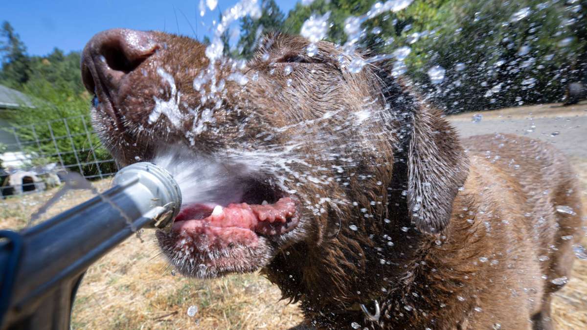 « Heat Dome » – L’Europe comme dans une marmite avec couvercle