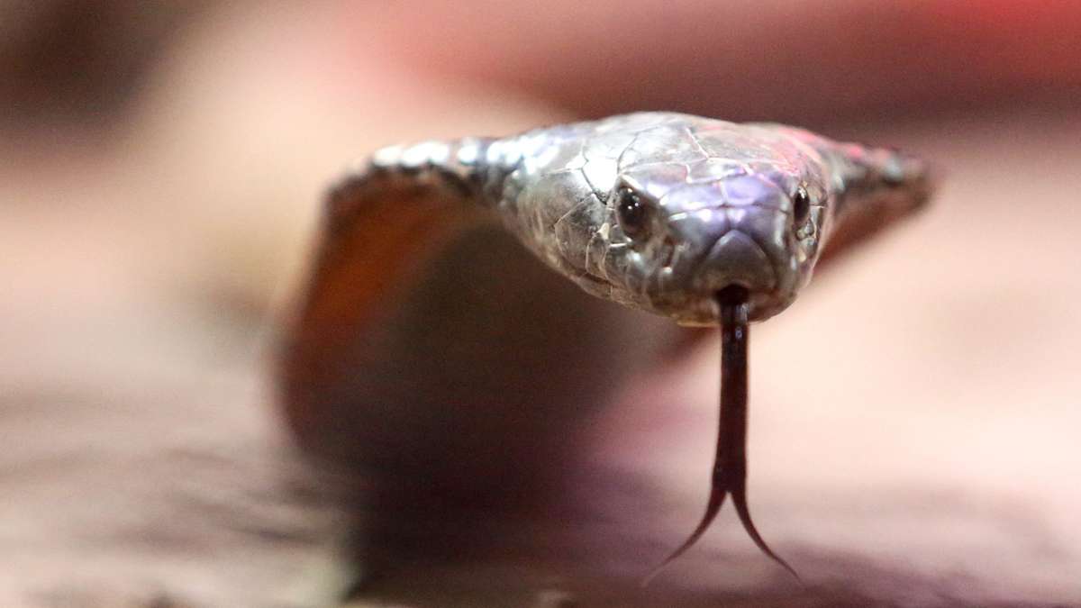 Une morsure peut être mortelle : un cobra venimeux tient en haleine une petite ville du sud de la France