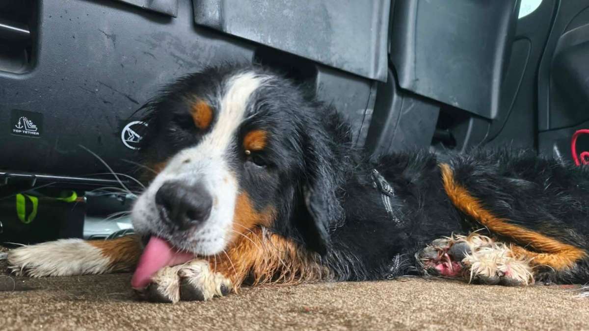 Vosges : Chien retrouvé après 18 jours en liberté